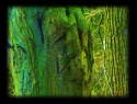 Ksichty stromů2.jpg